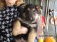 German Shepherd Puppies for sale in Phillipston, MA 01331, USA. price: $1,400