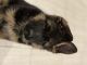German Shepherd Puppies for sale in North Hollywood, Los Angeles, CA, USA. price: $550
