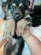 German Shepherd Puppies for sale in Riverdale, GA, USA. price: NA
