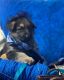 German Shepherd Puppies for sale in Dallas, TX, USA. price: $750