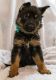 German Shepherd Puppies for sale in Mansfield, TX 76063, USA. price: $1,500