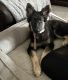 German Shepherd Puppies for sale in Watauga, TX 76137, USA. price: NA