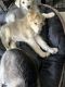 German Shepherd Puppies for sale in 7752 Klump Ave, Sun Valley, CA 91352, USA. price: $350