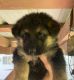German Shepherd Puppies for sale in Fort Worth, TX 76140, USA. price: $425