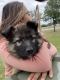 German Shepherd Puppies for sale in San Antonio, TX, USA. price: $300