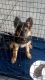 German Shepherd Puppies for sale in 132 W 59th St, Los Angeles, CA 90003, USA. price: $500