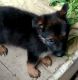 German Shepherd Puppies for sale in 6, Jaipur Golden Hospital Rd, Pocket 1, Sector 3A, Rohini, Delhi, 110085, India. price: 12500 INR