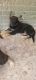 German Shepherd Puppies for sale in Fort Worth, TX, USA. price: $400