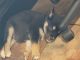 German Shepherd Puppies for sale in Whitehouse, TX 75791, USA. price: NA