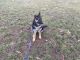 German Shepherd Puppies for sale in Bolivar, MO 65613, USA. price: NA