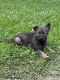 German Shepherd Puppies for sale in Santa Fe, TX, USA. price: $1,200