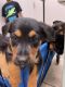German Shepherd Puppies for sale in San Antonio, TX, USA. price: $350