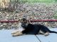 German Shepherd Puppies for sale in Firth, NE 68358, USA. price: NA