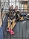 German Shepherd Puppies for sale in Colorado Springs, CO 80924, USA. price: $180,000