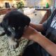 German Shepherd Puppies for sale in San Antonio, TX, USA. price: $700