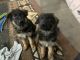 German Shepherd Puppies for sale in Katy, TX 77493, USA. price: $1,000
