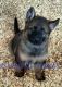 German Shepherd Puppies for sale in Honey Grove, TX 75446, USA. price: $750