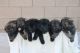 German Shepherd Puppies for sale in Corona, CA 92880, USA. price: $2,500
