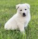 German Shepherd Puppies for sale in Houston, TX, USA. price: $1,500