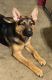 German Shepherd Puppies for sale in San Antonio, TX, USA. price: $600