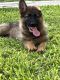German Shepherd Puppies for sale in Houston, TX 77020, USA. price: $350