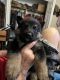 German Shepherd Puppies for sale in Bacliff, TX 77518, USA. price: $450