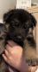 German Shepherd Puppies for sale in Spring, TX 77389, USA. price: NA