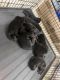 German Shepherd Puppies for sale in Dallas, TX, USA. price: $550