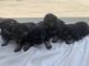 German Shepherd Puppies for sale in Reedley, CA, USA. price: $300