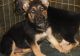German Shepherd Puppies for sale in New York, NY 10118, USA. price: NA