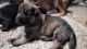 German Shepherd Puppies for sale in San Antonio, TX 78213, USA. price: $1,200