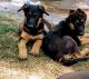 German Shepherd Puppies for sale in Salt Lake City, UT, USA. price: $400