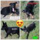 German Shepherd Puppies for sale in Duncanville, TX, USA. price: $1,000
