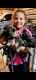 German Shepherd Puppies for sale in Richwood, TX 77515, USA. price: $1,500