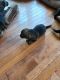 German Shepherd Puppies for sale in Montague, MI 49437, USA. price: NA