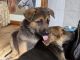German Shepherd Puppies for sale in New York, NY, USA. price: $800
