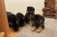 German Shepherd Puppies for sale in Los Angeles, CA, USA. price: $500