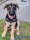 German Shepherd Puppies for sale in San Antonio, TX, USA. price: $250
