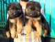 German Shepherd Puppies for sale in Mumbai, Maharashtra, India. price: 40000 INR
