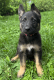 German Shepherd Puppies for sale in Monroe, NY 10950, USA. price: $1,000