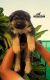 German Shepherd Puppies for sale in Mumbai, Maharashtra, India. price: 35,000 INR