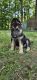 German Shepherd Puppies for sale in Chicopee, MA, USA. price: $1,500