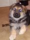German Shepherd Puppies for sale in Vacaville, CA, USA. price: $300