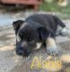 German Shepherd Puppies for sale in Colorado Springs, CO, USA. price: $700,800