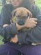 German Shepherd Puppies for sale in Wethersfield, CT 06109, USA. price: $600