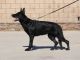 German Shepherd Puppies for sale in Corona, CA 92880, USA. price: $300