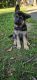 German Shepherd Puppies for sale in Chicopee, MA, USA. price: $1,800