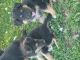 German Shepherd Puppies for sale in Texas City, TX, USA. price: $900