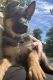 German Shepherd Puppies for sale in Warren, NJ 07059, USA. price: $800
