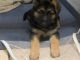 German Shepherd Puppies for sale in New York, NY 10013, USA. price: $500